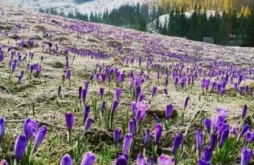 Willa Rąbanisko z sauną fińską - Foto 56