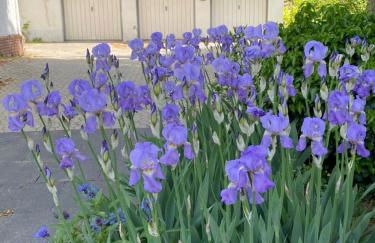 Villa Rheinblick 1 OG - Foto 21