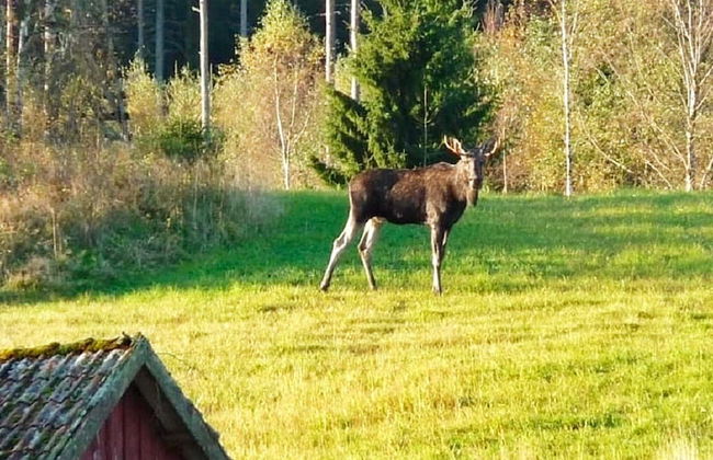 5 Person Holiday Home in Hedekas-by Traum - Foto 8
