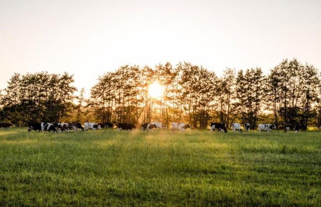 Farmhouse in Friesland Near Frisian Waters - Foto 40