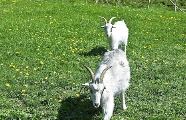 6 Person Holiday Home in Onarheim - Foto 38