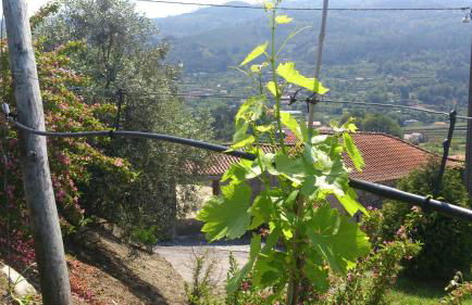 Quinta da Mata - Foto 27