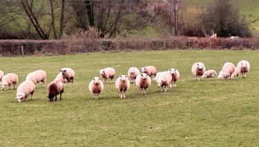 4 beautiful stone built barns sleeping 17 people - Foto 4