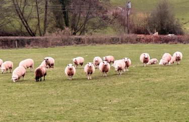 4 beautiful stone built barns sleeping 17 people - Foto 4