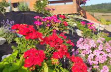 Górska Oaza - kotlina Kłodzka - Foto 17