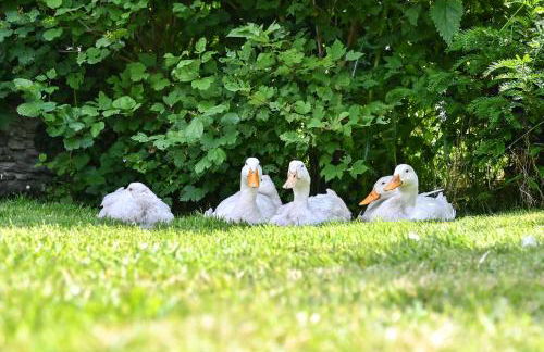 Lower Marsh Farm in Cornwall - Photo 11
