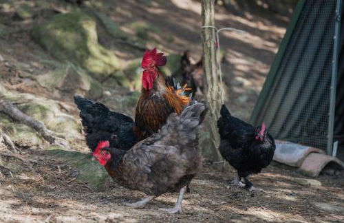 Agriturismo Casa Del Nonno - Foto 49