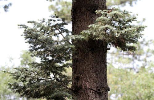 Contemporary Treetop Cabin with a Luxury Hot Tub in Idyllwild, California - Foto 18