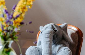 Olifant in Osterode - Foto 12