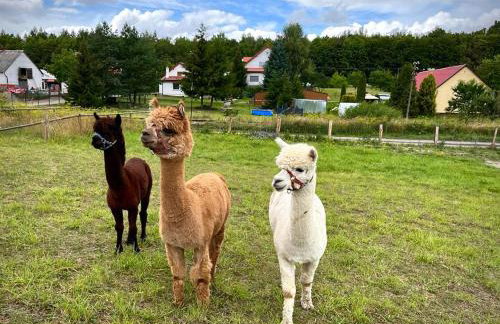 Agroalpaka Mazury - Foto 23