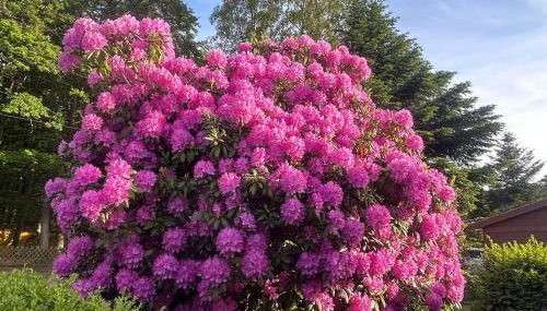 Nense Cottage - Foto 5, Garden