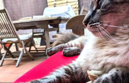 Casa Micho - Foto 27