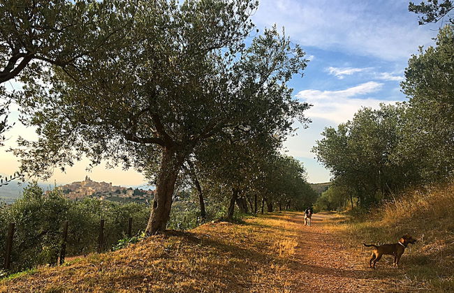 Setter House Agri Hotel - Foto 48