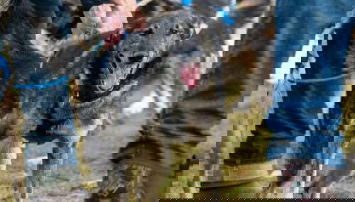 Uno dei cani del tour