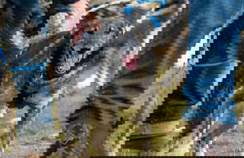 Mushing en Willow, paseo en trineo de perros en verano - Foto 5