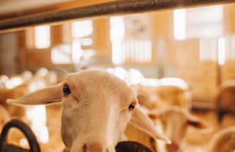 Les Chalets de Pierrot - Foto 48