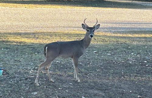 Bandera Bungalow - River, Downtown, Peaceful fenced corner lot! King bed! - Foto 26