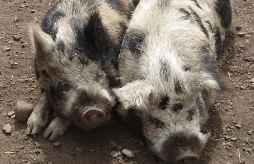 Delightful cosy shepherd's hut at Victorian Station - Foto 21