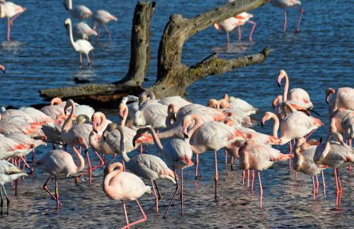 Studio Cabine avec terrasse ensoleillée, piscines, parking privé, à 500m de la plage - FR-1-307-133 - Foto 15