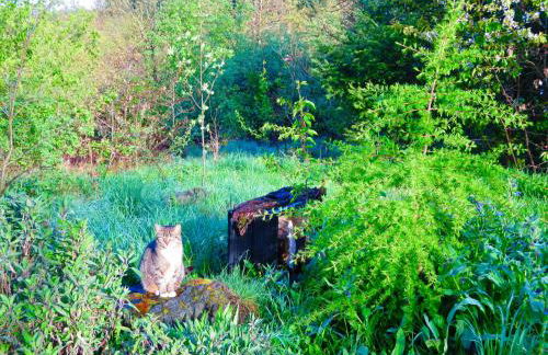 Natururlaub Frankenau - Foto 15