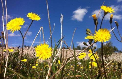 I Giardini di Pomona - Foto 18