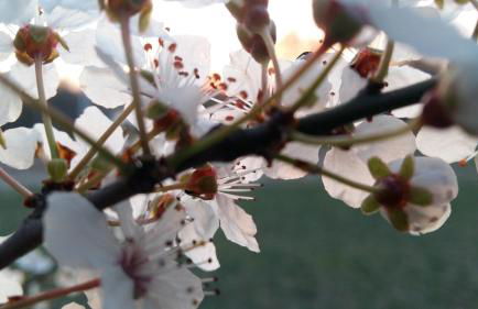 Villa "Schöni" - Foto 29