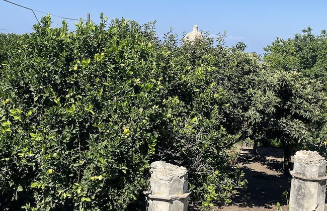 Tenuta La Torre - Foto 26