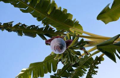 Appartamenti Le Pleiadi - Succhivo d'Ischia - Foto 24