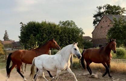 Ferienwohnungen zum Dubener Kuckuck - Foto 8