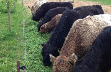 Am Gallowayhof - Foto 31