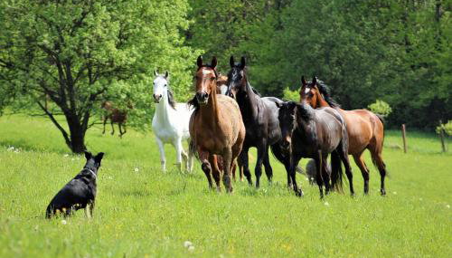 Hotel Chutor Kozacki - Foto 5