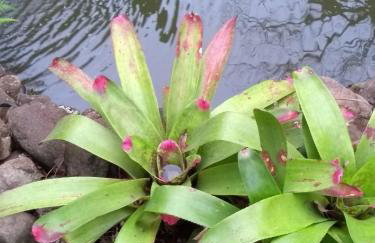 Aldeia Pé da Serra Cabana Natureza - Foto 18