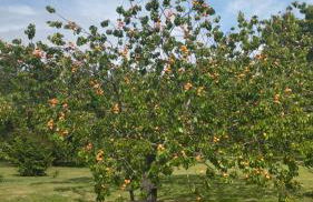 Domaine des Cerisiers - Piste cyclable reliant Honfleur - Parking privé & grand jardin - Foto 25