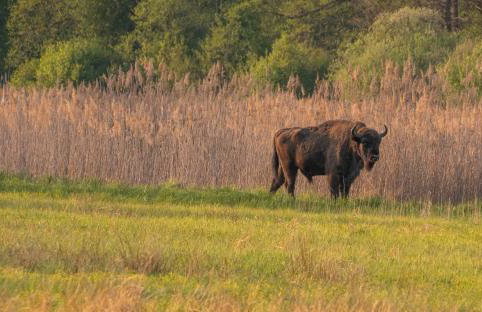 Dwór Na Otulinie - Foto 27