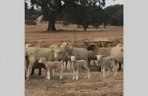 Monte Azul, Um Oásis No Alentejo - Foto 19