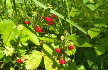 Hacienda domek całoroczny z jacuzzi w lesie pod Rzeszowem - Foto 34