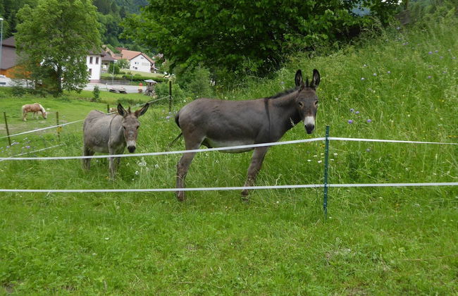 Garden Apartment, Brandenberg - Foto 40
