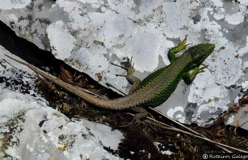 El Mirador de Babia - Foto 20