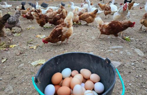 Casas do Monte - Foto 41