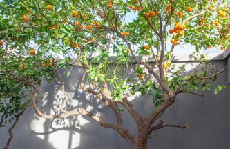 Kalafatis Garden House - Photo 19