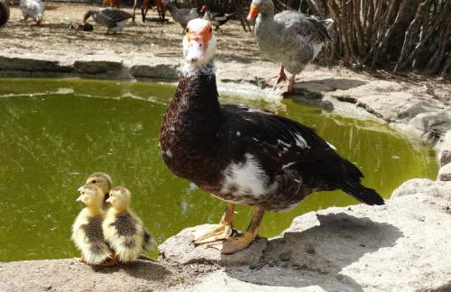 Casa das Palmeiras - Pedagogic Farm - Foto 128