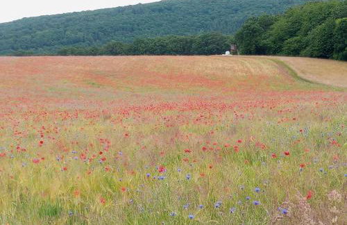 Ferienwohnung Otto - Foto 14