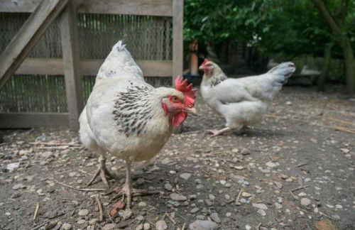 Colmar Friends and Familly guest home - ALL INCLUSIVE - COLMAR Gare - Jardin - Combles et Vous - Foto 74