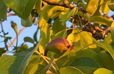 Agriturismo Podere Pizzicagallo - Foto 24