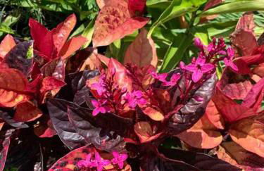 North Shore Garden Suite - Foto 8