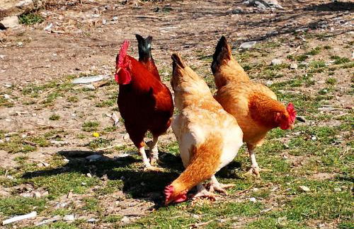 Agriturismo Grecinella - Foto 66