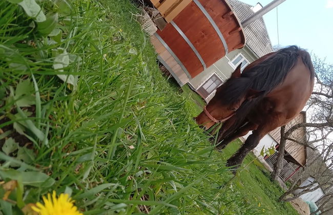 Rustic Wild Retreat IN Romania - Foto 22