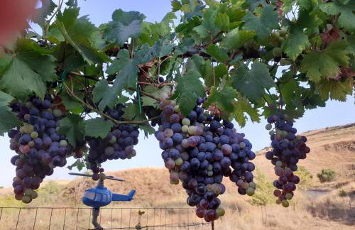 CASA DEGLI OLEANDRI - Foto 16