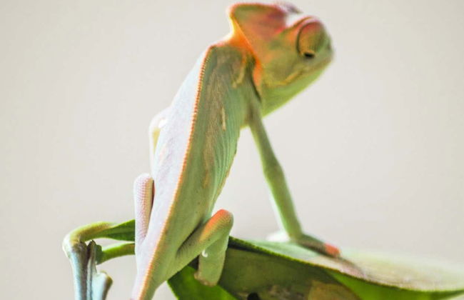 Billet pour le Crocodile Park - Photo 8