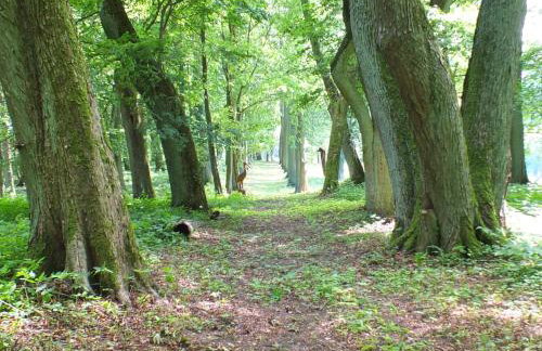 Dwór Klewiny - Foto 26